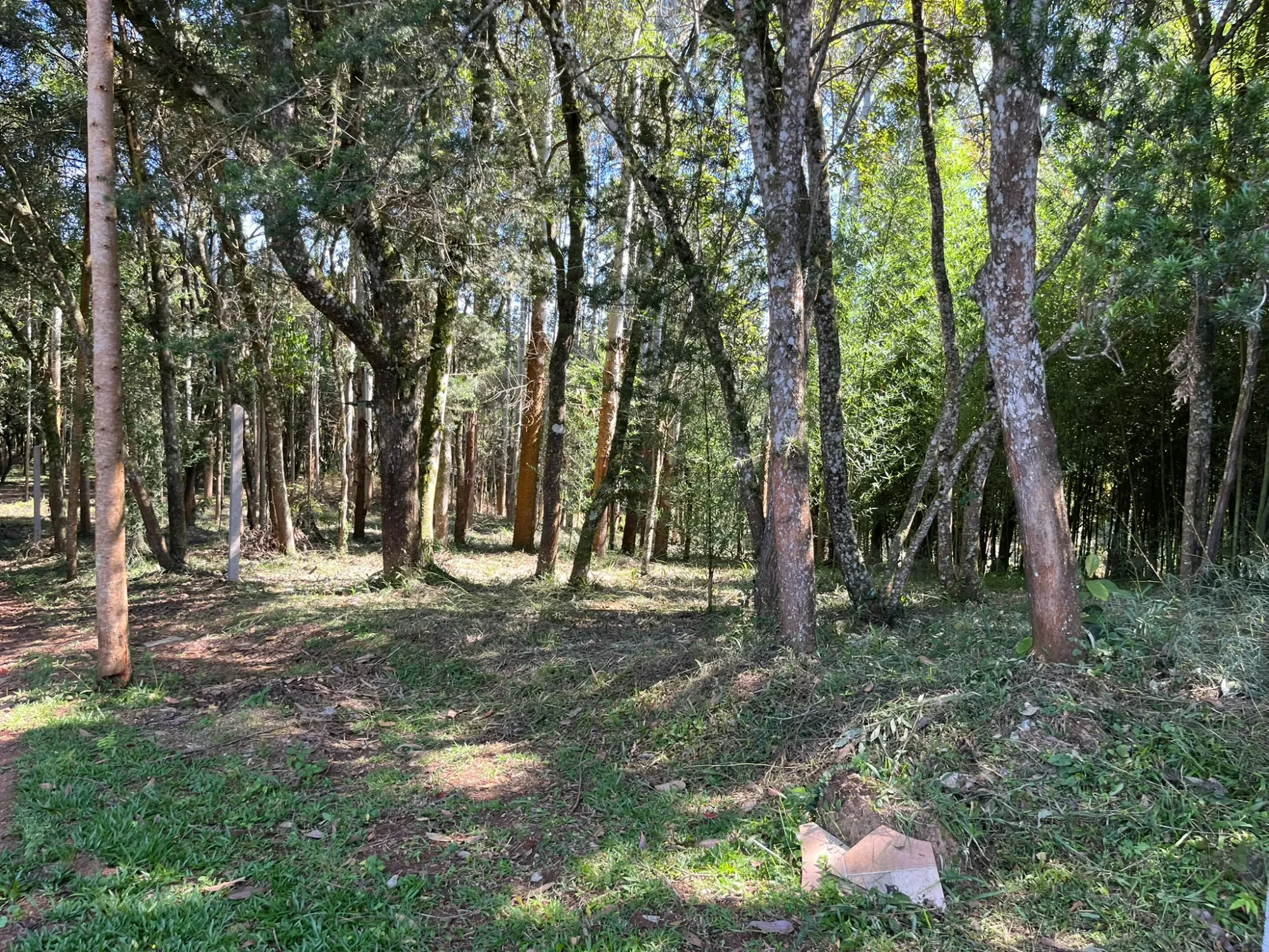 Imagem Chácara com 3 Quartos à Venda, 8000 m² em Campina do Taquaral - São José dos Pinhais