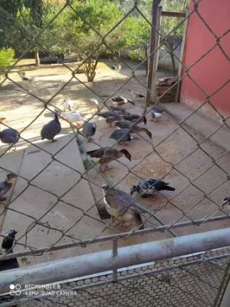 Imagem Incrível Chácara 100% Plana Acesso Asfaltado!!!