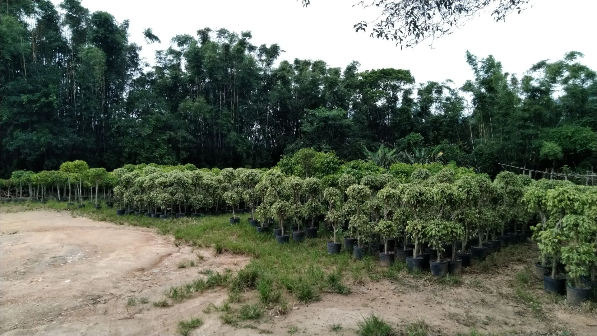 Imagem Sítio à venda com , 26.000m² em Tijuquinhas (Guaporanga) Biguaçu