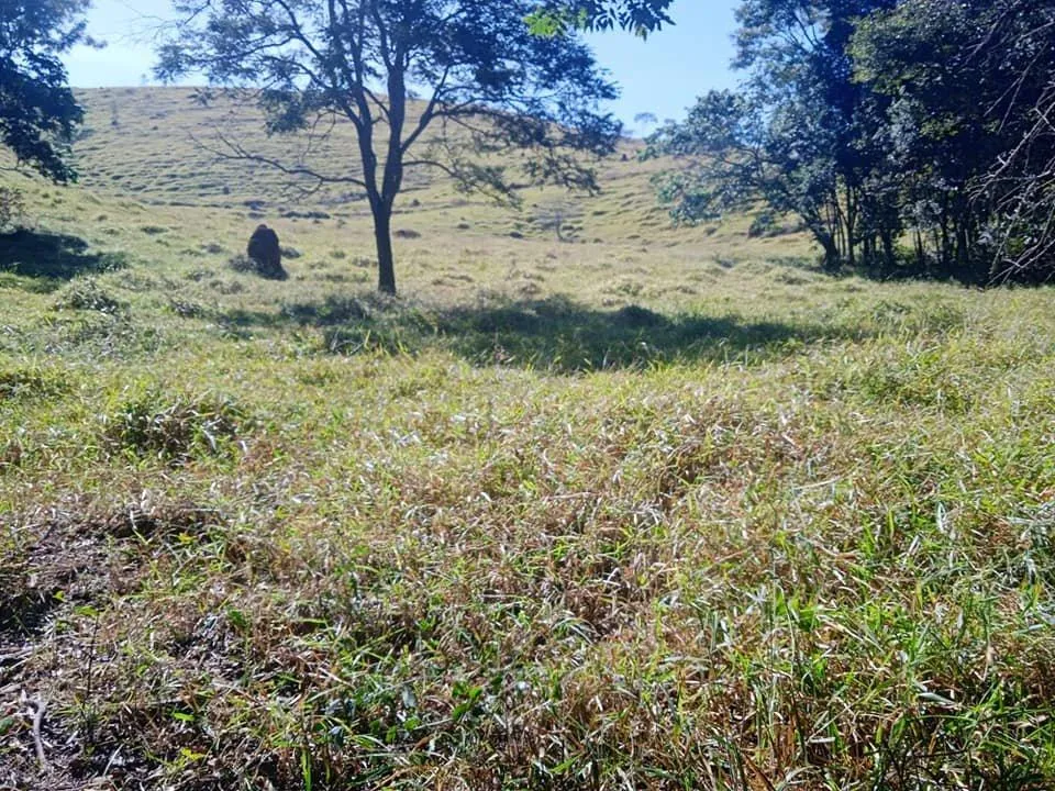 Imagem Venda de Fazenda em Crucilândia 48 hectares de terra