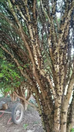 Imagem Lindo sitio a venda em Tatuí/SP