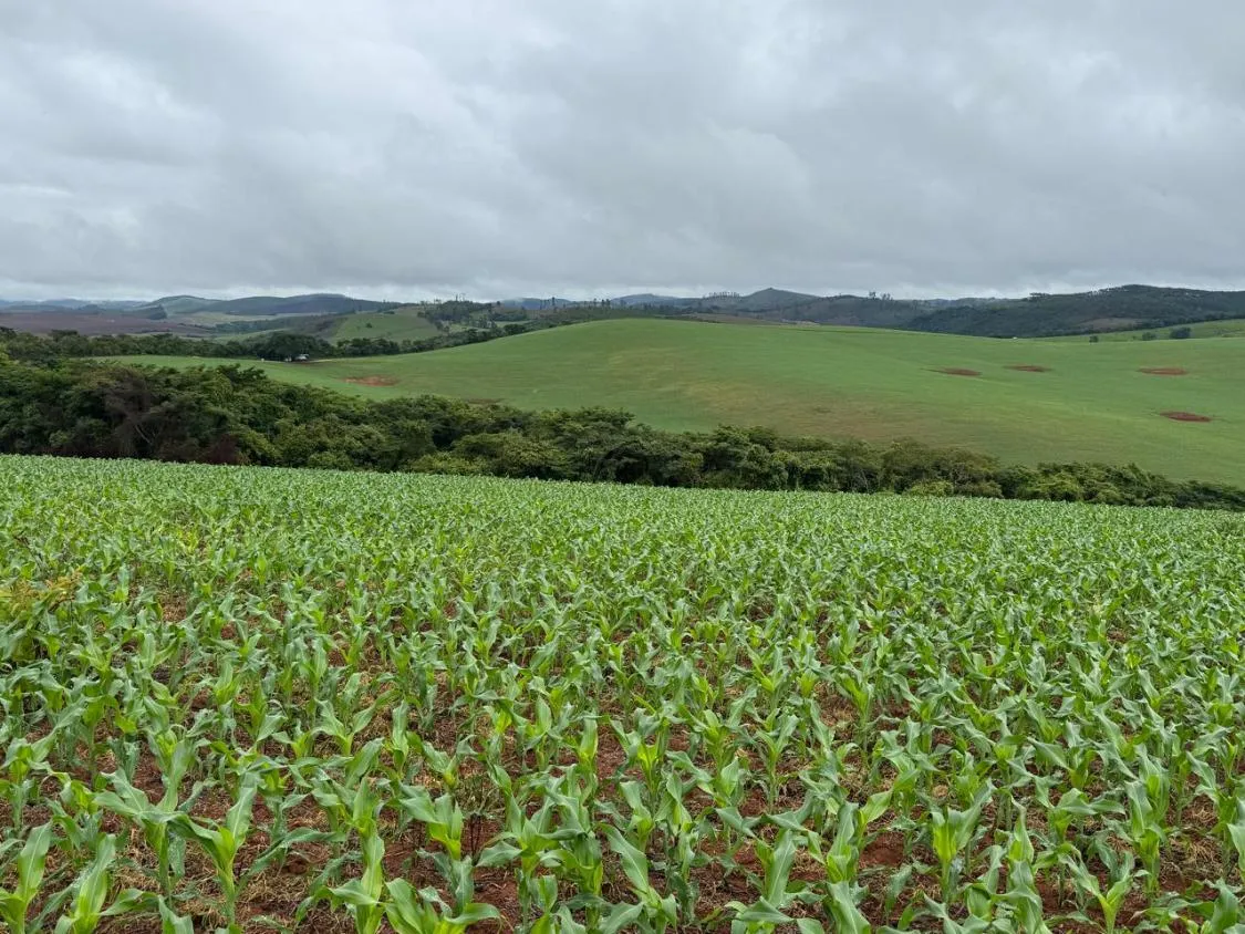 Imagem FAZENDA À VENDA - ENTRE RIOS DE MINAS 500 hectares de terra