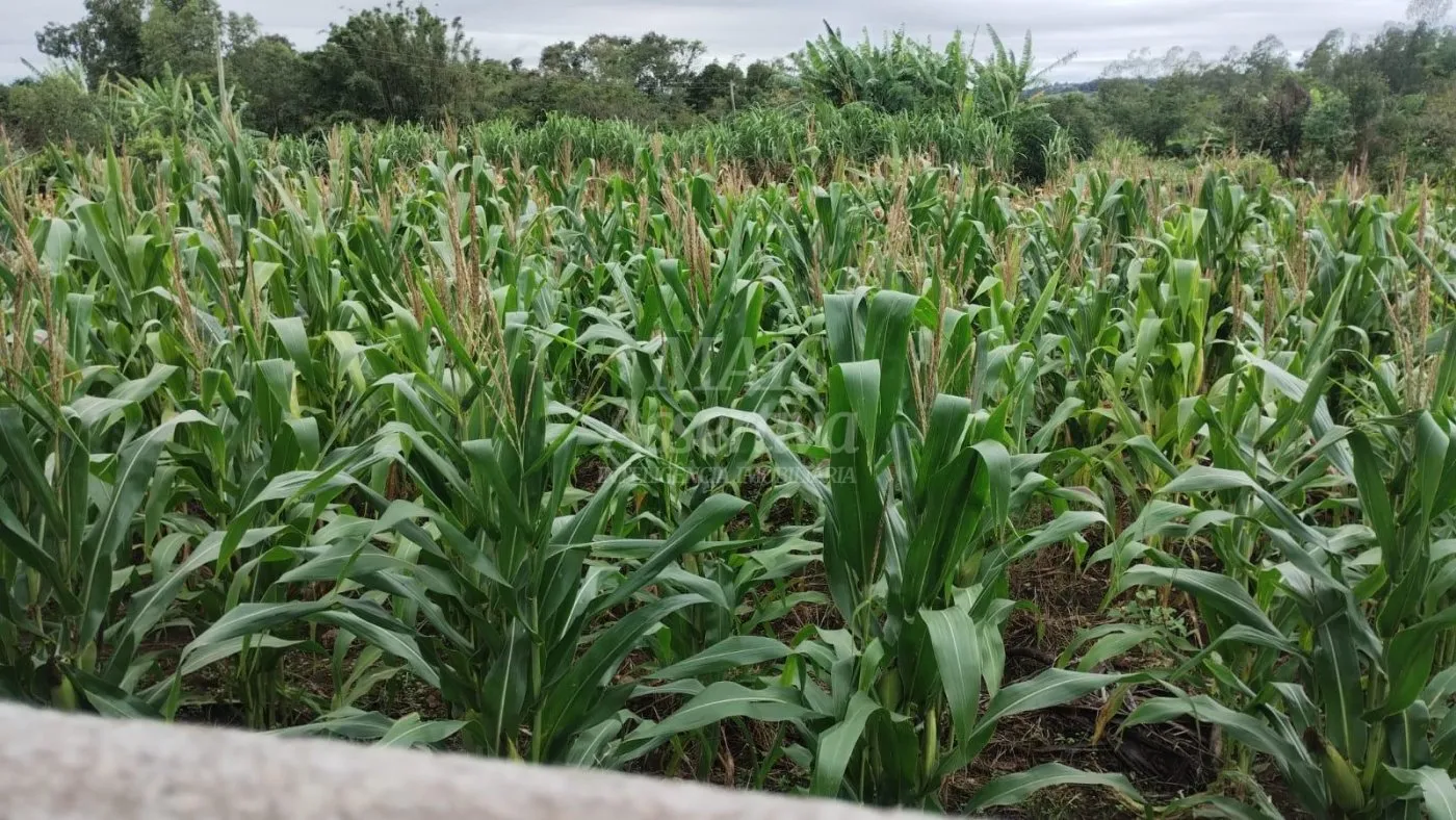 Imagem Chácara para venda em Santo Antônio da Patrulha Roça Grande