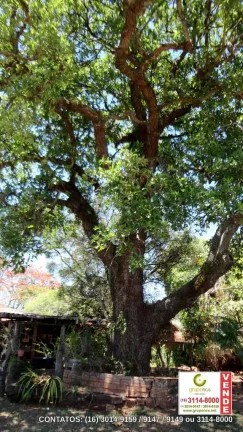 Imagem Chácara com 3 Quartos à Venda, 150 m² em Bueno De Andrada - Araraquara