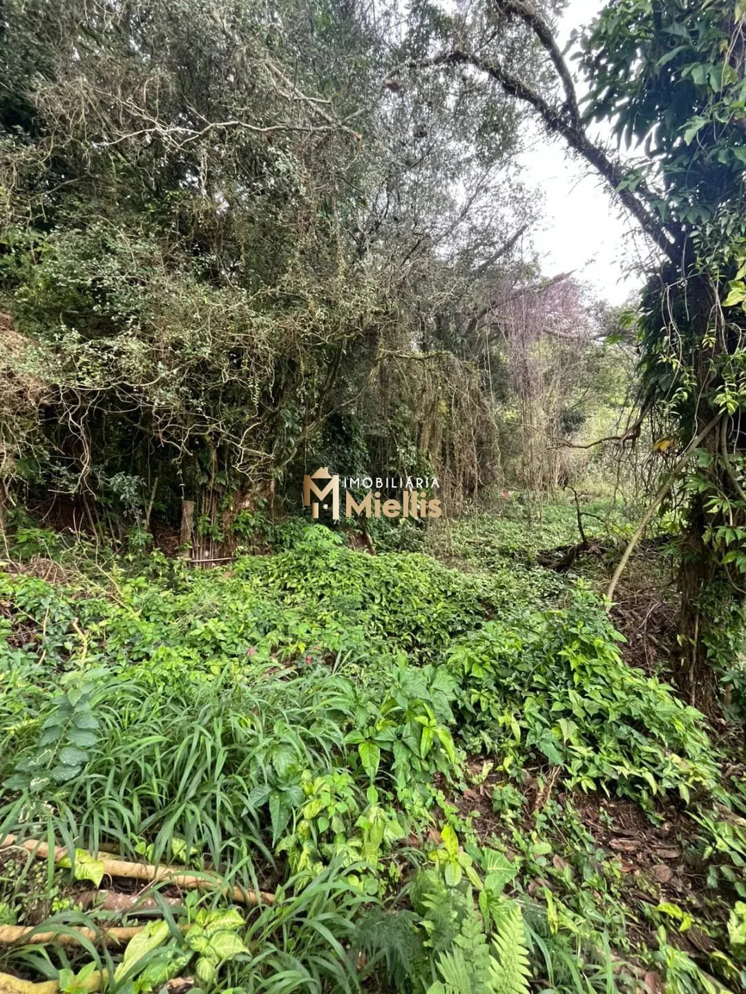 Imagem Terreno a venda com 1.724,42m² próximo ao Colégio Calábria na Vila Nova