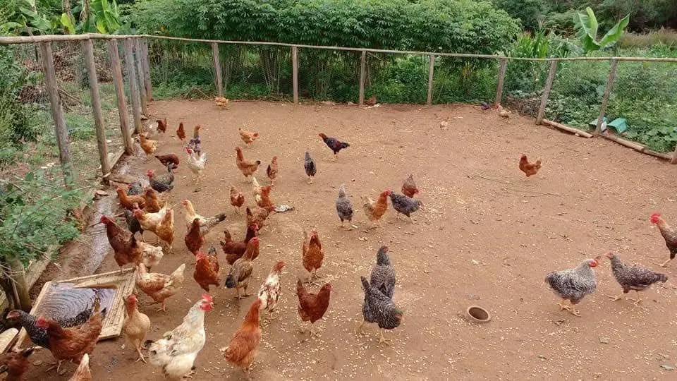 Imagem Vendo excelente sítio em Desterro de Entre Rios/MG, com 30.000 m² de área