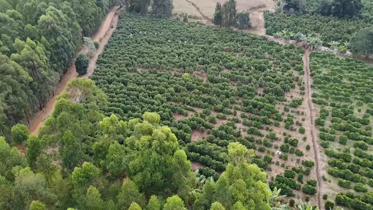 Imagem Sítio 1,3 ha à venda em Capituvas, Campestre