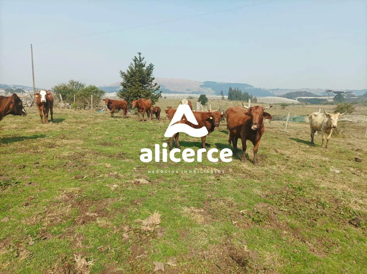 Imagem Fazenda Produtiva à Venda em São Joaquim/SC | 3.200 Macieiras | Araucárias | Lago | Nascente | Exclusividade Imobiliária Alicerce