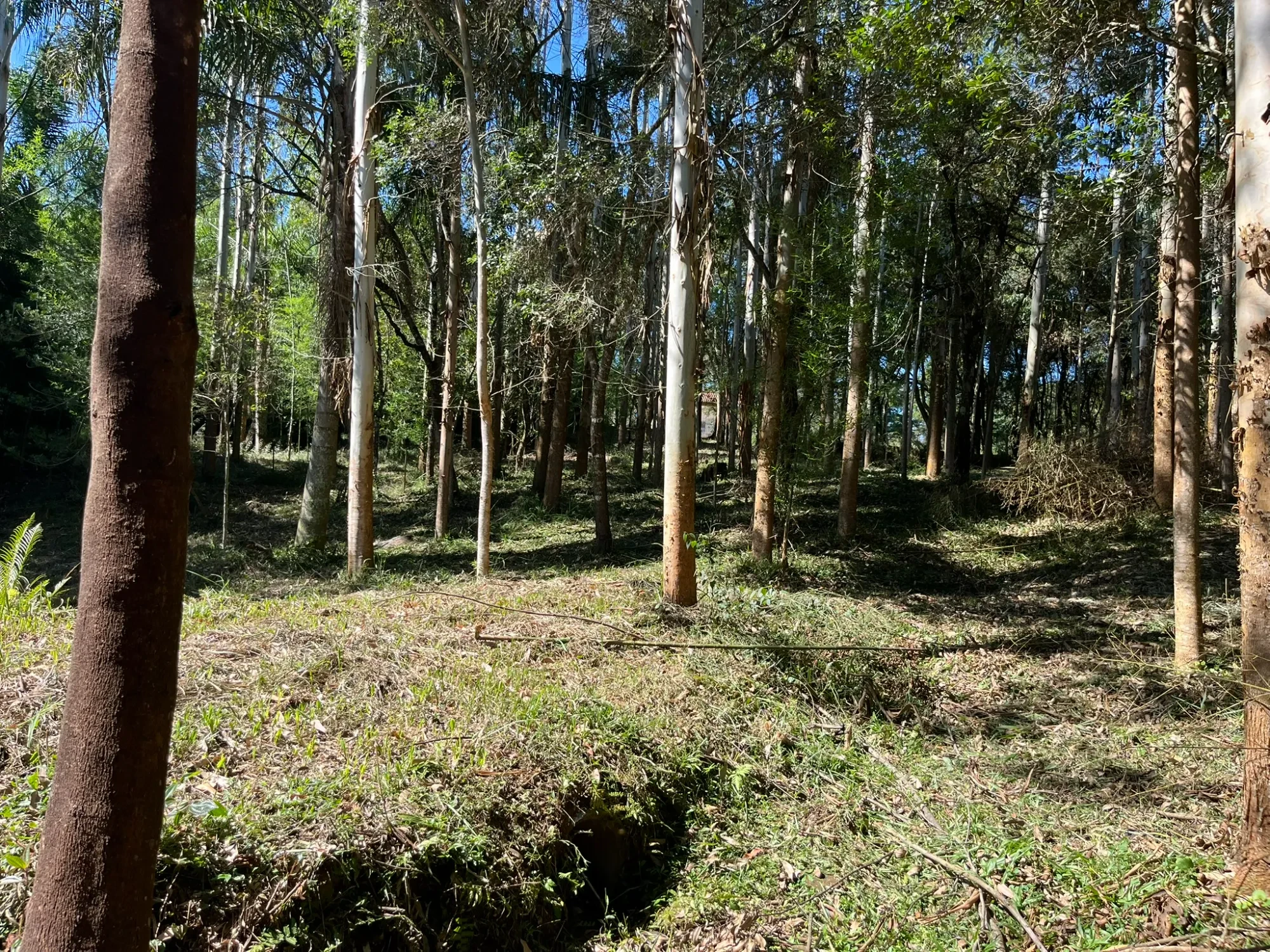 Imagem Chácara com 3 Quartos à Venda, 8000 m² em Campina do Taquaral - São José dos Pinhais