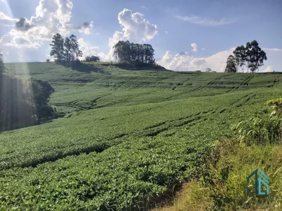 Imagem Sítio com 121.000 mil m² a venda, com Infra estrutura, no IRETEMA /Campo Mourão PR
