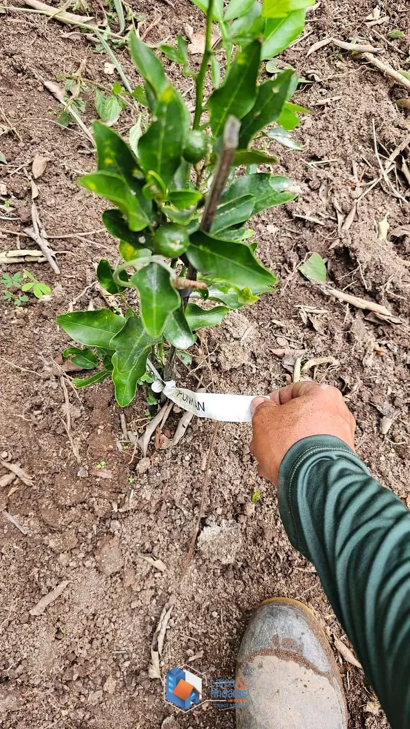 Imagem Terreno à venda, Portal Roselândia, Cotia, SP