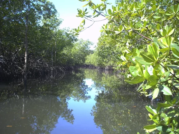 Imagem Ilha São Jerônimo