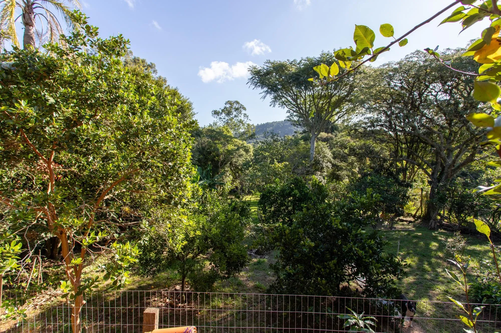 Imagem Casa em Belém Velho