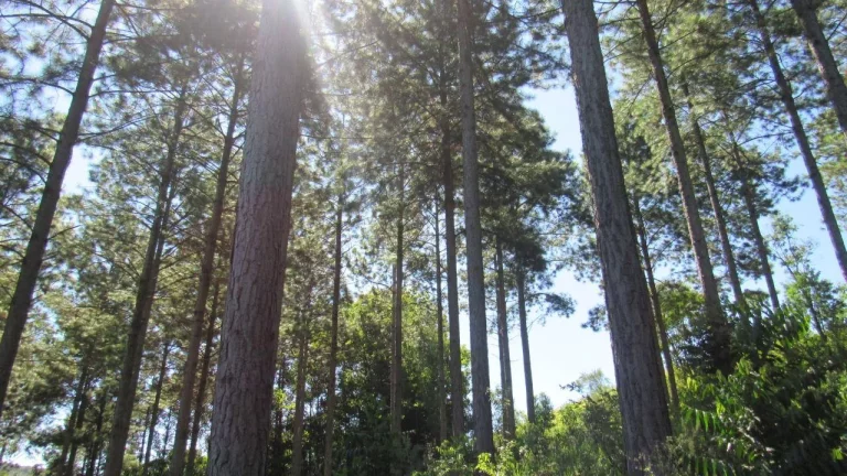 Imagem Área Agrícola para Venda em Jaborá, Rural
