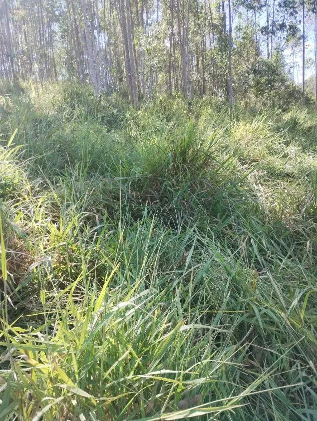 Imagem Excelente Terreno à Venda em Piranga/MG: 36 Hectares com Rica Infraestrutura