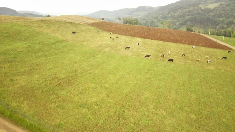Imagem Área Agrícola para Venda em Concórdia, Rural