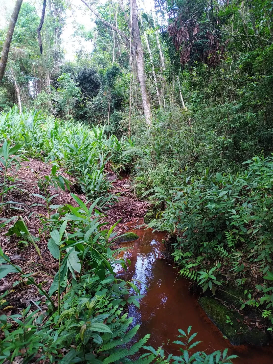 Imagem Chácara à venda 1700000M², Centro, São Luiz do Paraitinga - SP