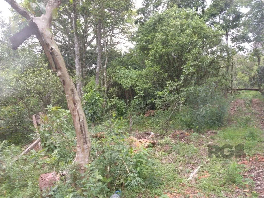 Imagem Área 4,69ha | Bairro Belém Velho