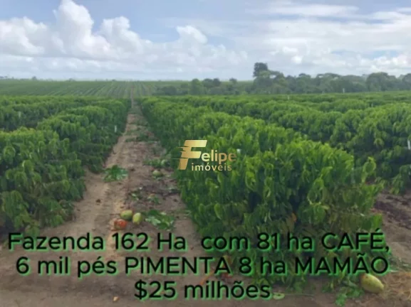Foto do imóvel FAZENDA DE ALTO PADRÃO EM EUNÁPOLIS/BA 162 HECTARES DOCUMENTADOS 81 há de CAFÉ.