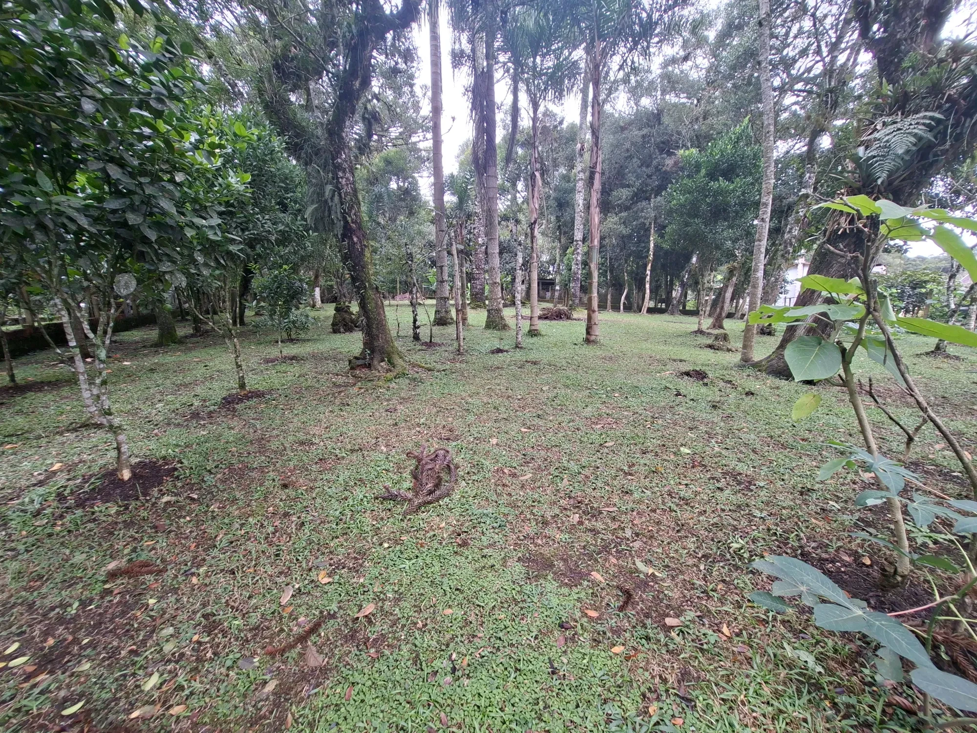 Imagem Chácara com 2 Quartos à Venda, 80 m² em Campo Alto - Tijucas do Sul
