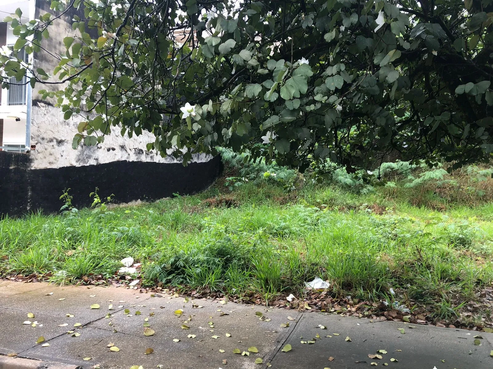 Imagem Excelente OPORTUNIDADE para seu ponto comercia, Lote de 450M² ao lado da Cervejaria Bamberg
