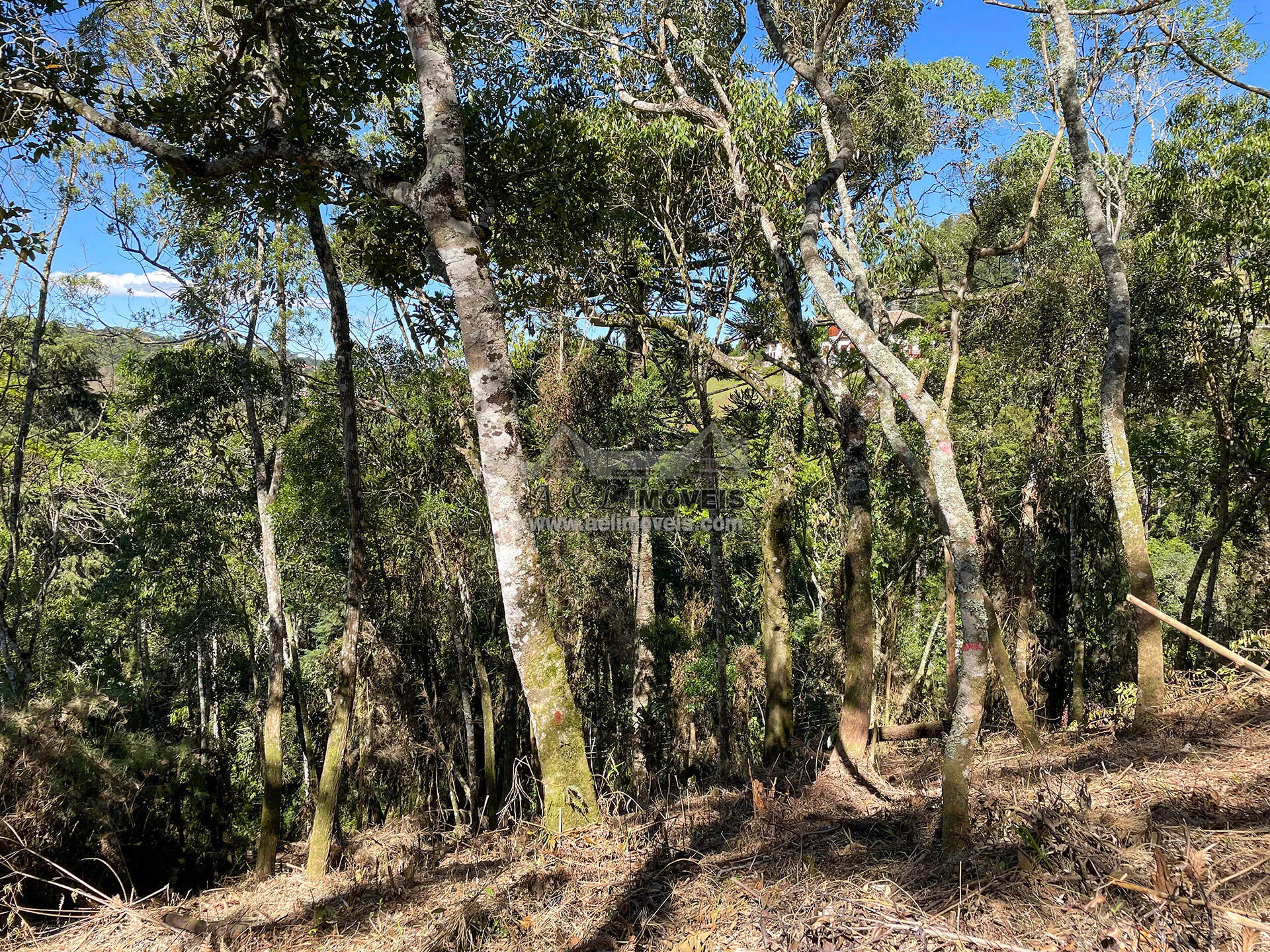 Imagem Terreno à venda em Campos do Jordão - Excelente opção para investimento