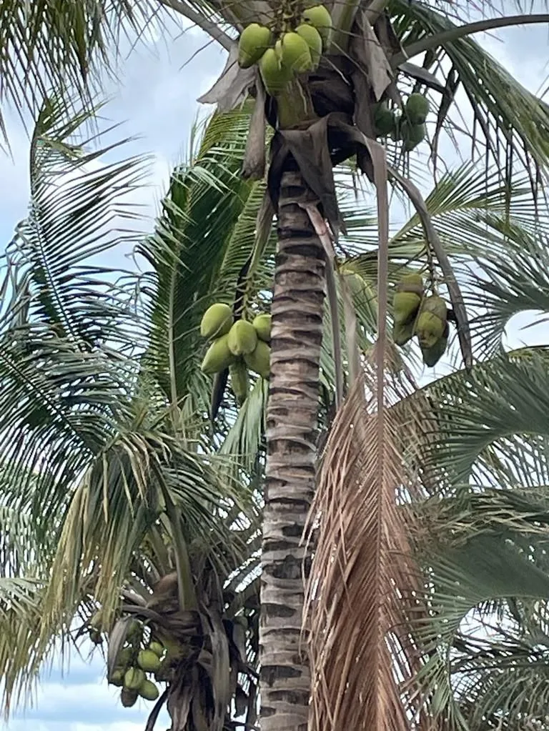 Imagem Realize Seu Sonho de Viver no Condomínio Parque Village Castelo