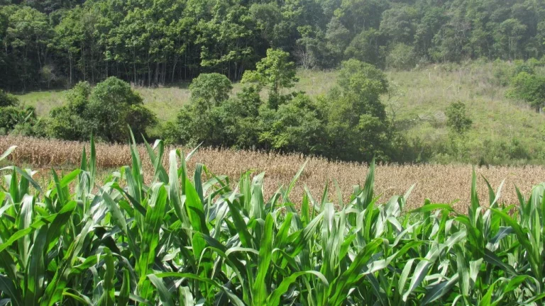 Imagem Área Agrícola para Venda em Concórdia, Linha Sertão