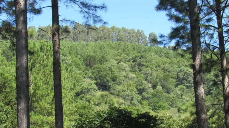 Imagem Área Agrícola para Venda em Jaborá, Rural
