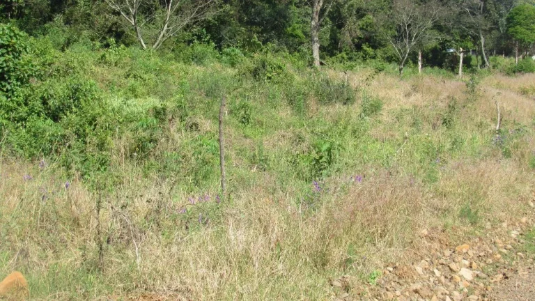 Imagem Terreno para Venda em Concórdia, Primavera