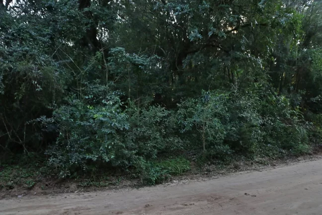Imagem Lindos terrenos (2), belíssima mata nativa, privativo, Águas Claras