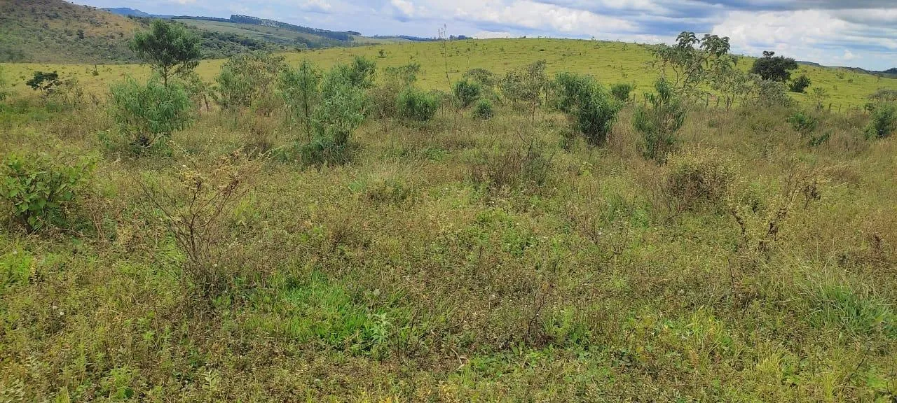 Imagem endo uma excelente fazenda em Desterro de Entre Rios com 277 hectares de terra