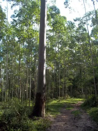 Imagem Terreno à Venda, 70.000 m² em Morro Chato - Turvo