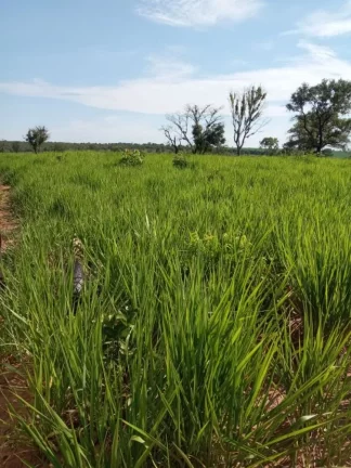 Imagem Fazenda a VENDA, Região Ribas do Rio Pardo/MS - 82 alqueires