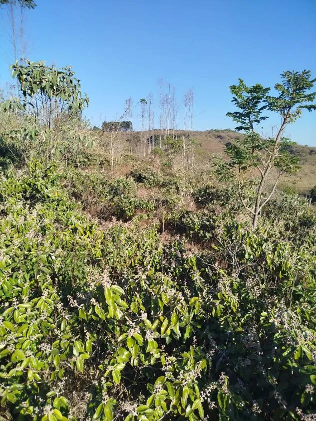 Imagem Vendo uma excelente fazenda em Oliveira / MG 100 hectares de área total;