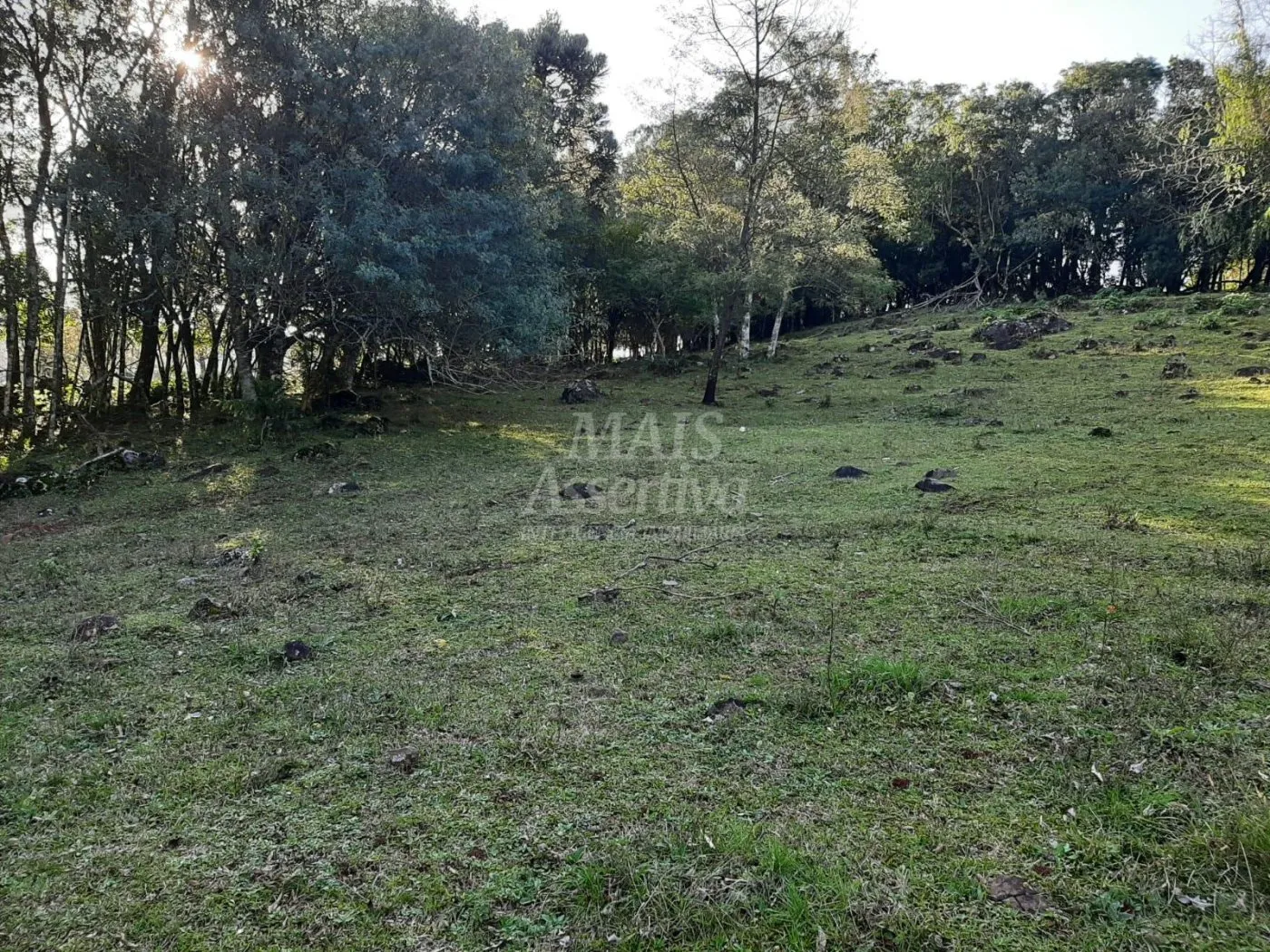 Imagem Área de 10 hectares para venda em São Francisco de Paula