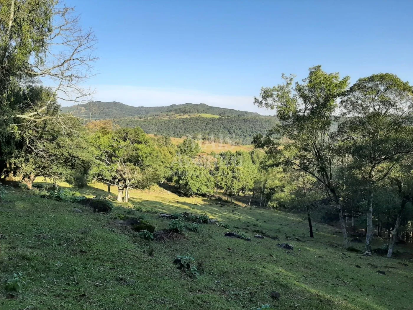 Imagem Área de 10 hectares para venda em São Francisco de Paula