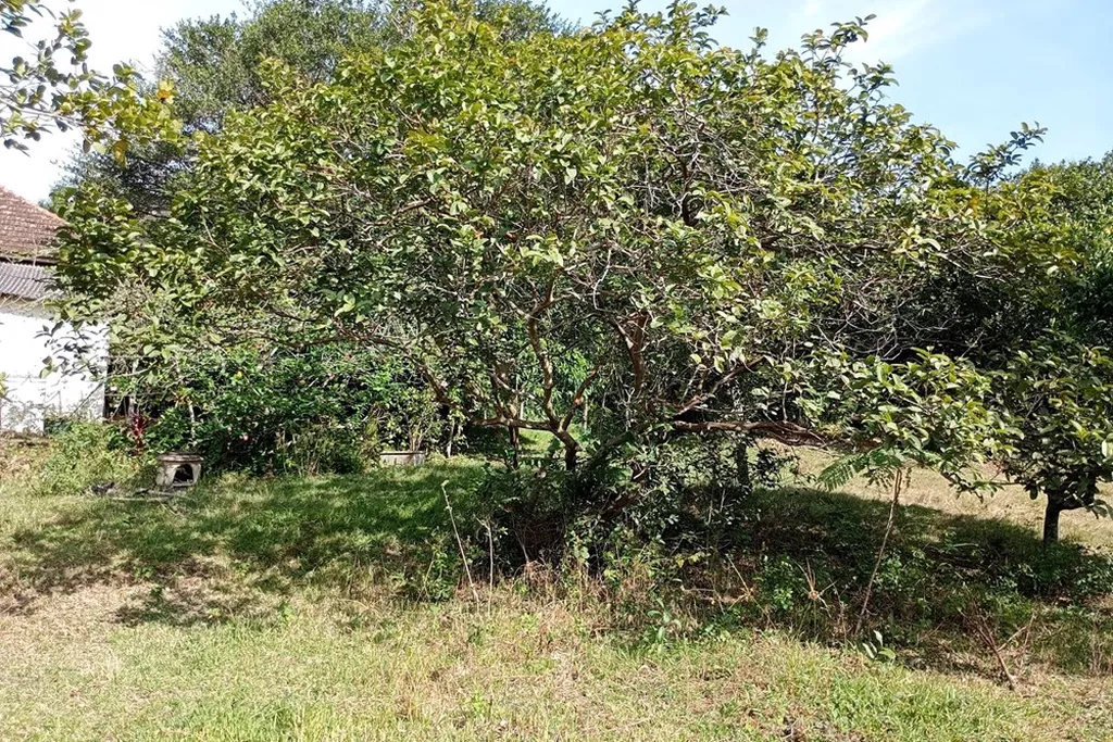 Imagem Fazenda em Belém Novo