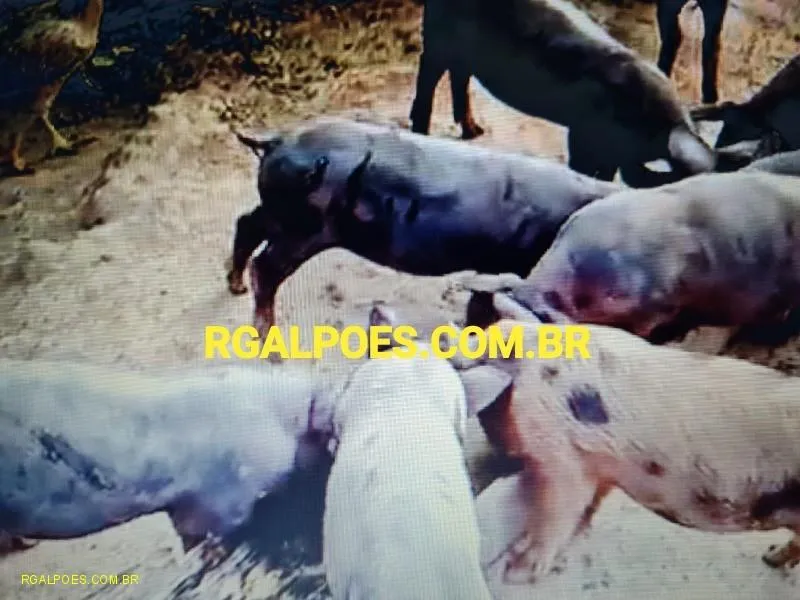 Imagem Terreno Comercial para Venda em Magé, Piabetá, 1 dormitório, 1 banheiro