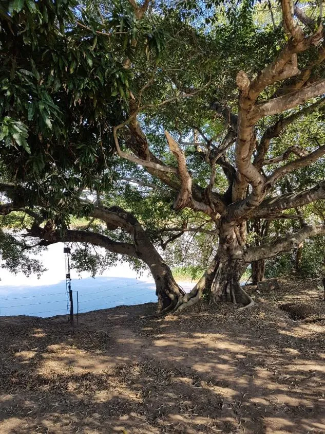 Imagem FAZENDA À VENDA - VÁRZEA DA PALMA (MG) 313 hectares de área total