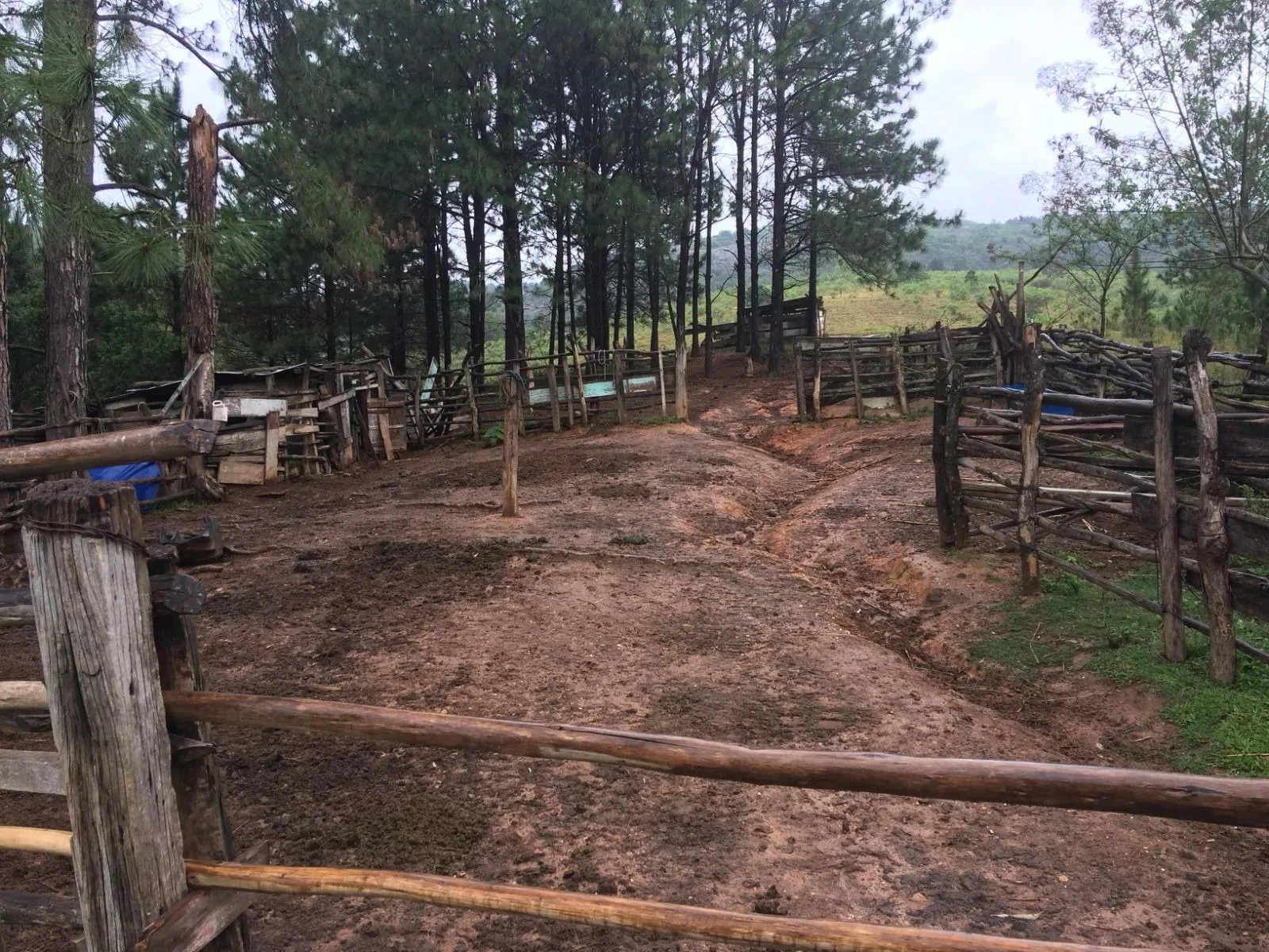 Imagem Oportunidade: Sítio com Muito Verde e Água de Nascente