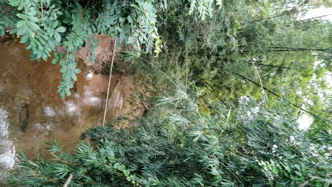 Imagem Sítio à venda com , 26.000m² em Tijuquinhas (Guaporanga) Biguaçu