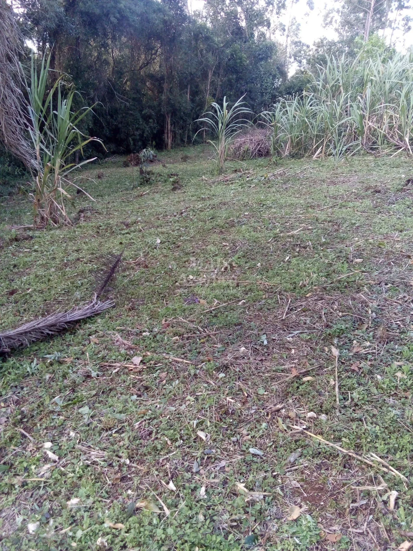 Imagem Chácara para venda em Rolante (8.000m²)
