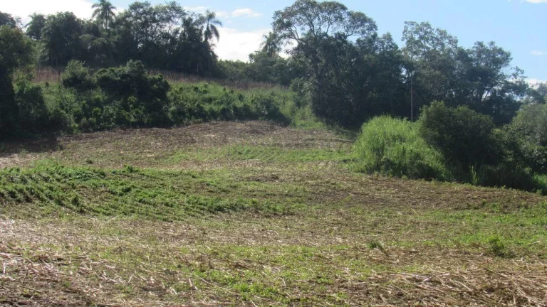 Imagem Área Agrícola para Venda em Concórdia, Barra do Pinhal