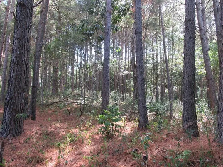 Imagem Área 53851,44 m² no Beco da Paixão Bairro Lomba do Pinheiro