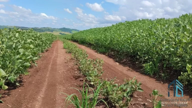 Imagem Fazenda com 57 alqueires (plantando 46) Solo roxo alta fertilidade, Engenheiro Beltrão PR