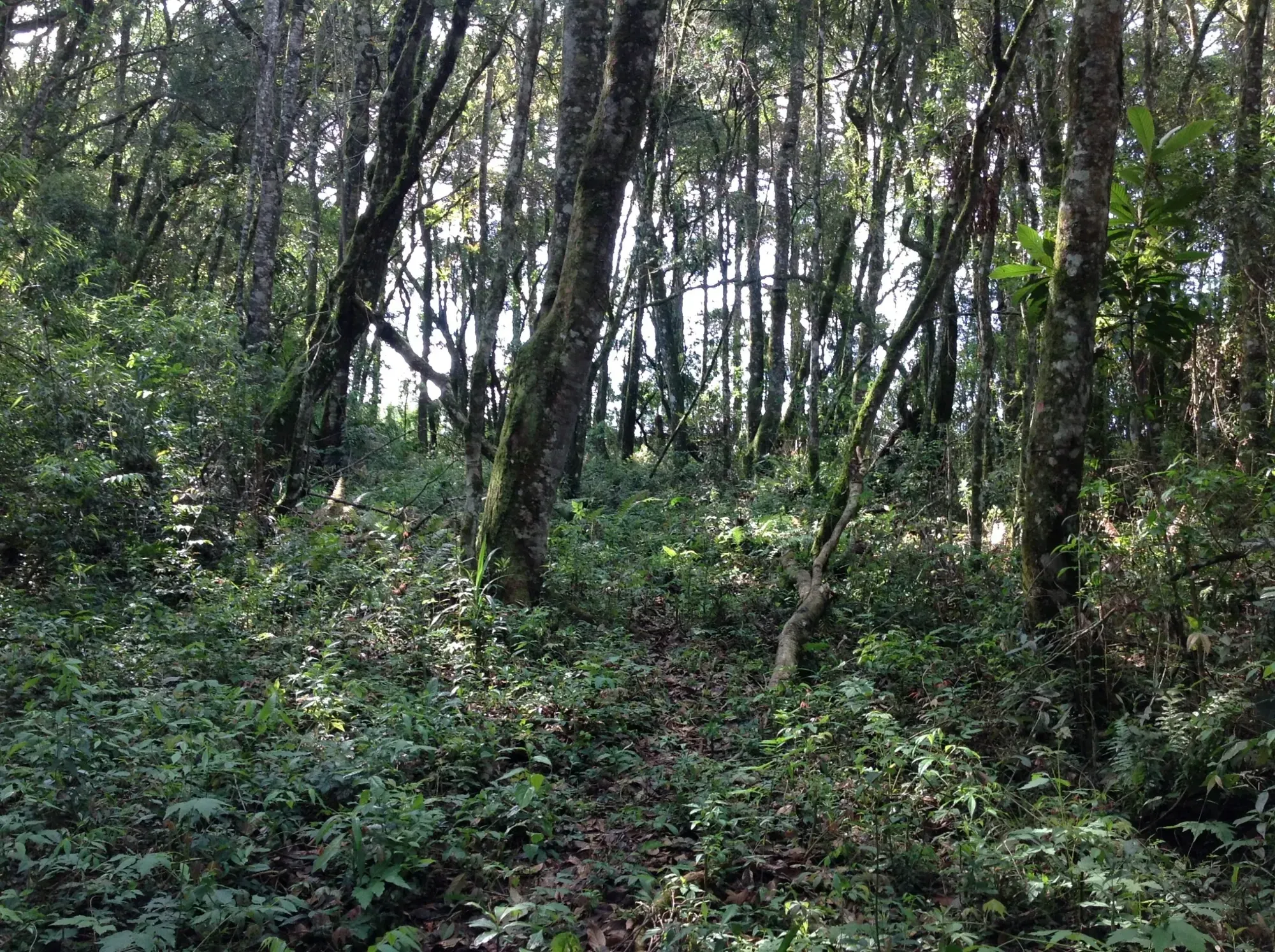 Imagem Terreno em Condomínio à Venda, 3.437 m² em Vila David Antônio - Campo Largo