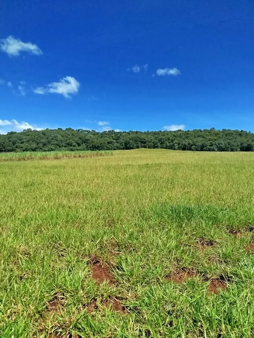 Imagem Fazenda à Venda, 28 Alq. GO em Área Rural de Itumbiara - Itumbiara