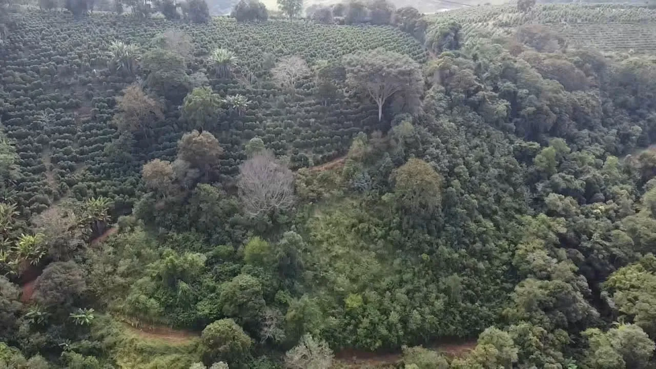 Imagem Sítio 3,63 ha à venda em Primos, Campestre