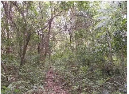 Imagem Terreno em Ponta Grossa